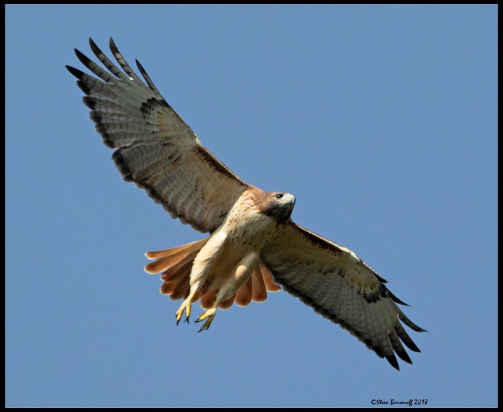 _0SB1721 red-tailed hawk.jpg